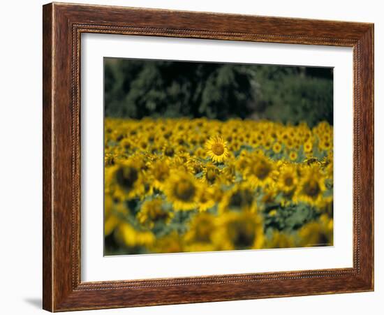 Field of Sunflowers Near Priene, Anatolia, Turkey-R H Productions-Framed Photographic Print