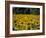 Field of Sunflowers Near Priene, Anatolia, Turkey-R H Productions-Framed Photographic Print