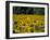 Field of Sunflowers Near Priene, Anatolia, Turkey-R H Productions-Framed Photographic Print