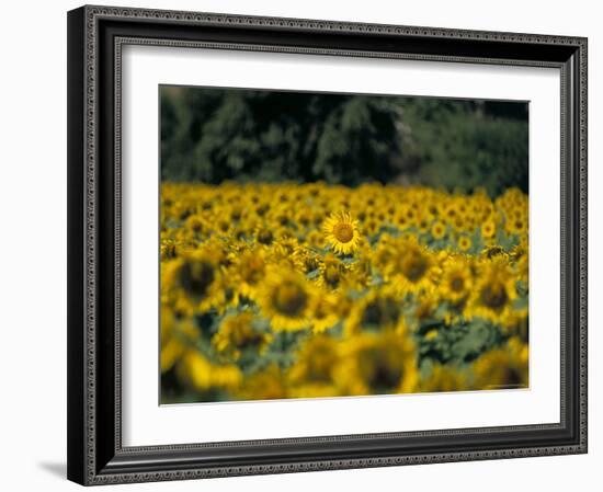 Field of Sunflowers Near Priene, Anatolia, Turkey-R H Productions-Framed Photographic Print