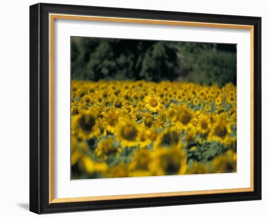 Field of Sunflowers Near Priene, Anatolia, Turkey-R H Productions-Framed Photographic Print