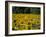 Field of Sunflowers Near Priene, Anatolia, Turkey-R H Productions-Framed Photographic Print