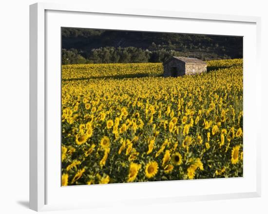 Field of Sunflowers, Provence, France, Europe-Angelo Cavalli-Framed Photographic Print