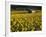 Field of Sunflowers, Provence, France, Europe-Angelo Cavalli-Framed Photographic Print