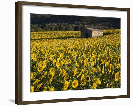 Field of Sunflowers, Provence, France, Europe-Angelo Cavalli-Framed Photographic Print