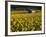 Field of Sunflowers, Provence, France, Europe-Angelo Cavalli-Framed Photographic Print