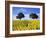 Field of Sunflowers with Holm Oaks-Felipe Rodriguez-Framed Photographic Print