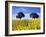 Field of Sunflowers with Holm Oaks-Felipe Rodriguez-Framed Photographic Print