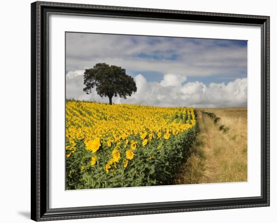 Field of Sunflowers with Holm Oaks-Felipe Rodriguez-Framed Photographic Print