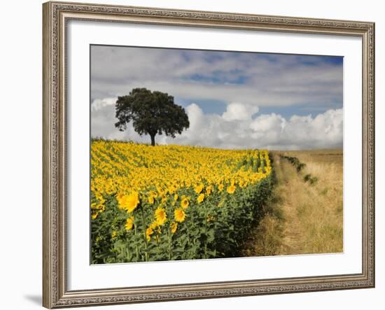 Field of Sunflowers with Holm Oaks-Felipe Rodriguez-Framed Photographic Print