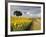 Field of Sunflowers with Holm Oaks-Felipe Rodriguez-Framed Photographic Print