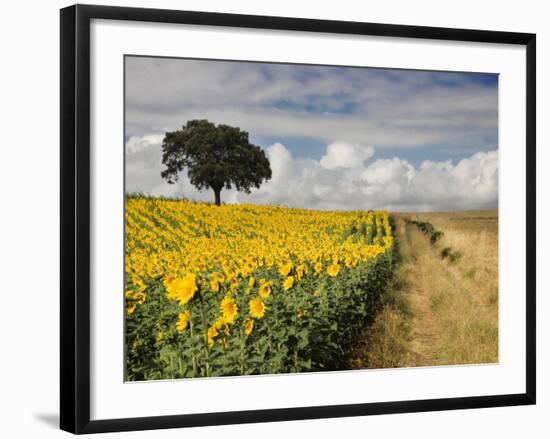 Field of Sunflowers with Holm Oaks-Felipe Rodriguez-Framed Photographic Print