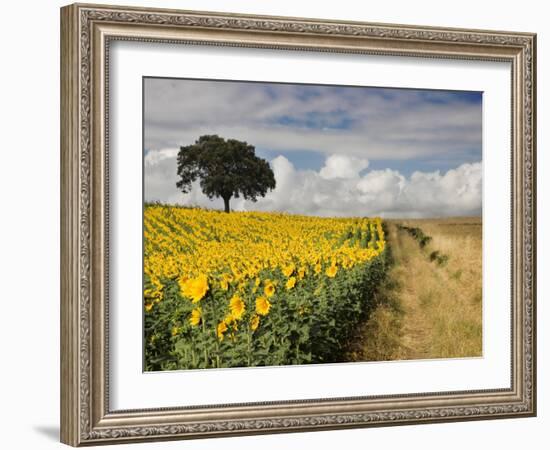 Field of Sunflowers with Holm Oaks-Felipe Rodriguez-Framed Photographic Print