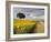 Field of Sunflowers with Holm Oaks-Felipe Rodriguez-Framed Photographic Print