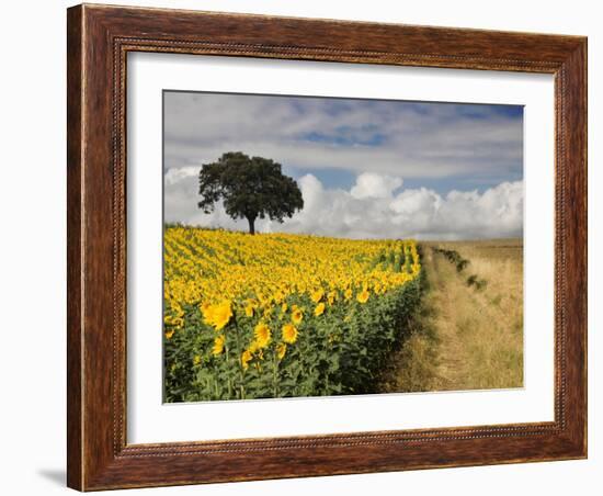 Field of Sunflowers with Holm Oaks-Felipe Rodriguez-Framed Photographic Print