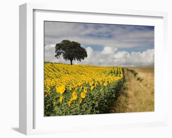 Field of Sunflowers with Holm Oaks-Felipe Rodriguez-Framed Photographic Print