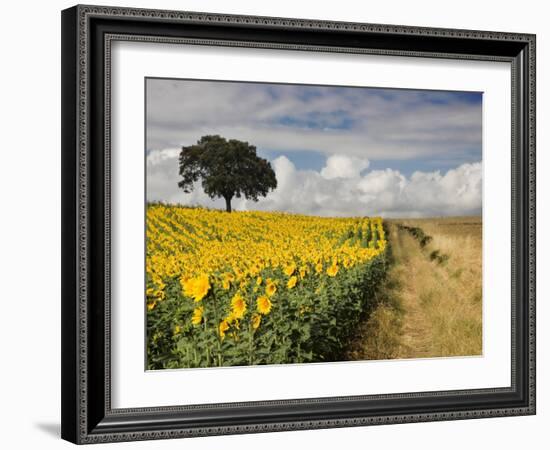 Field of Sunflowers with Holm Oaks-Felipe Rodriguez-Framed Photographic Print