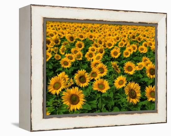 Field of Sunflowers-Ron Watts-Framed Premier Image Canvas