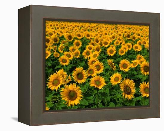 Field of Sunflowers-Ron Watts-Framed Premier Image Canvas