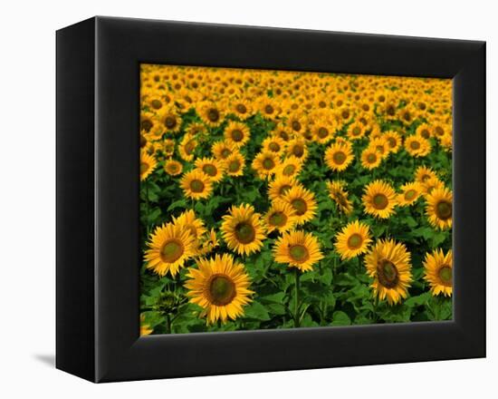 Field of Sunflowers-Ron Watts-Framed Premier Image Canvas