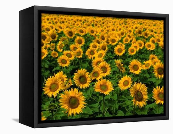 Field of Sunflowers-Ron Watts-Framed Premier Image Canvas