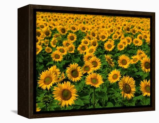 Field of Sunflowers-Ron Watts-Framed Premier Image Canvas