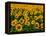 Field of Sunflowers-Ron Watts-Framed Premier Image Canvas