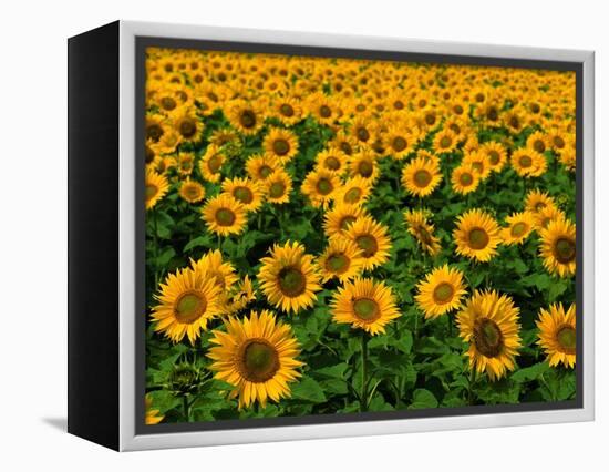 Field of Sunflowers-Ron Watts-Framed Premier Image Canvas