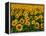 Field of Sunflowers-Ron Watts-Framed Premier Image Canvas