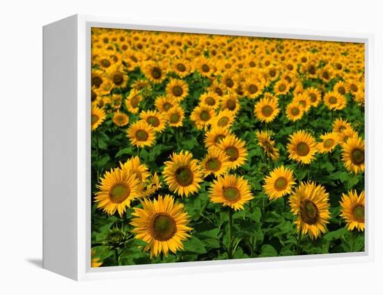 Field of Sunflowers-Ron Watts-Framed Premier Image Canvas