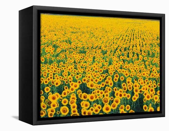 Field of Sunflowers-Darrell Gulin-Framed Premier Image Canvas