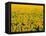 Field of Sunflowers-Darrell Gulin-Framed Premier Image Canvas