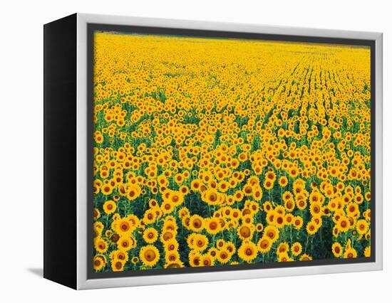 Field of Sunflowers-Darrell Gulin-Framed Premier Image Canvas