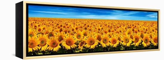 Field of Sunflowers-Christophe Madamour-Framed Premier Image Canvas