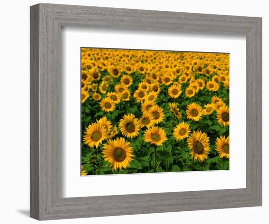 Field of Sunflowers-Ron Watts-Framed Photographic Print