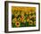 Field of Sunflowers-Ron Watts-Framed Photographic Print