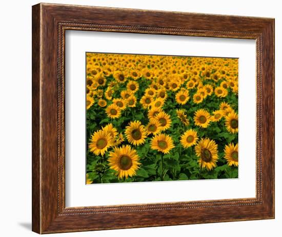 Field of Sunflowers-Ron Watts-Framed Photographic Print