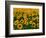 Field of Sunflowers-Ron Watts-Framed Photographic Print