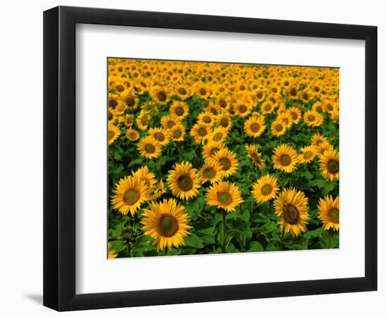 Field of Sunflowers-Ron Watts-Framed Photographic Print