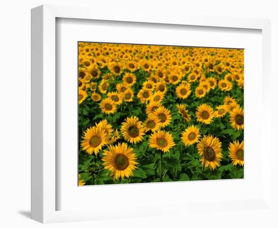 Field of Sunflowers-Ron Watts-Framed Photographic Print