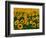 Field of Sunflowers-Ron Watts-Framed Photographic Print