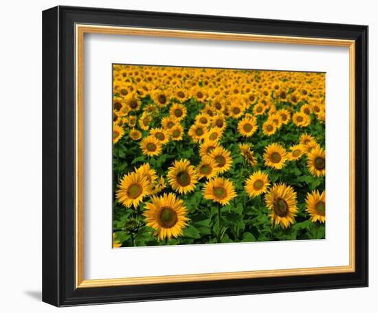 Field of Sunflowers-Ron Watts-Framed Photographic Print