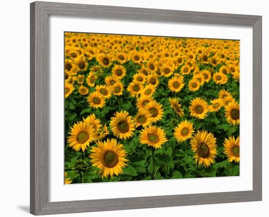 Field of Sunflowers-Ron Watts-Framed Photographic Print