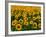 Field of Sunflowers-Ron Watts-Framed Photographic Print