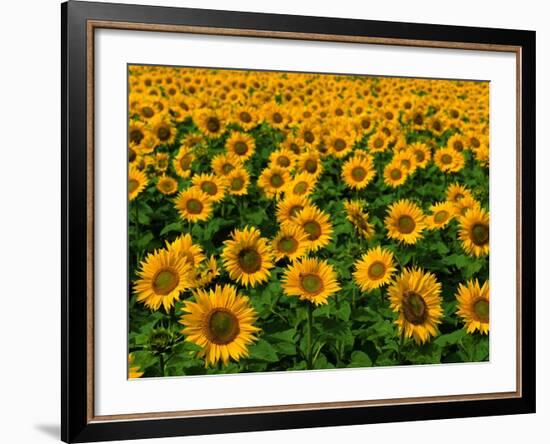 Field of Sunflowers-Ron Watts-Framed Photographic Print