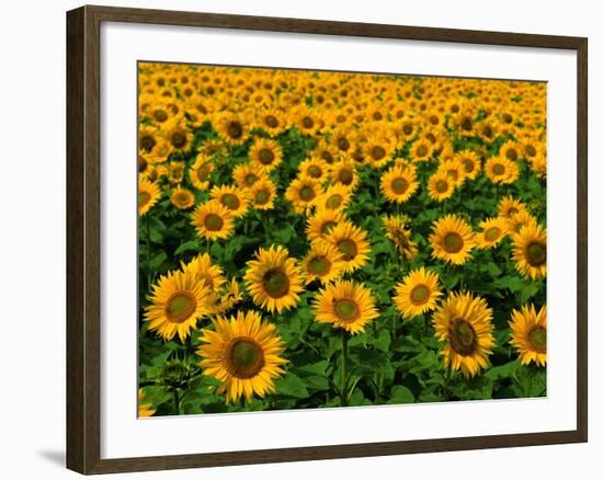 Field of Sunflowers-Ron Watts-Framed Photographic Print