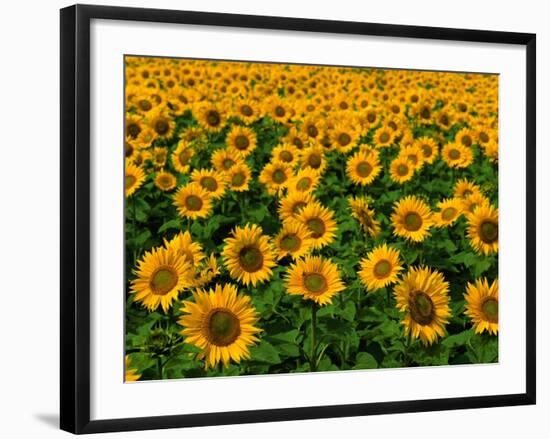 Field of Sunflowers-Ron Watts-Framed Photographic Print