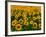 Field of Sunflowers-Ron Watts-Framed Photographic Print