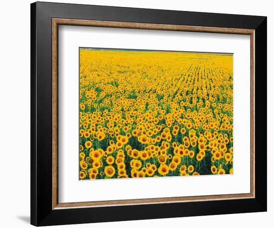 Field of Sunflowers-Darrell Gulin-Framed Photographic Print