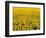 Field of Sunflowers-Darrell Gulin-Framed Photographic Print